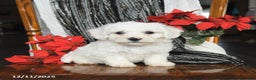 Bichon Frise dogs for sale: Denver - Ad 1
