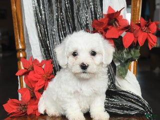 Bichon Frise dogs Denver - Ad 5