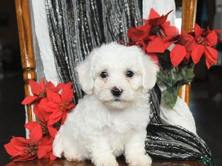 Bichon Frise dogs Denver - Ad 39