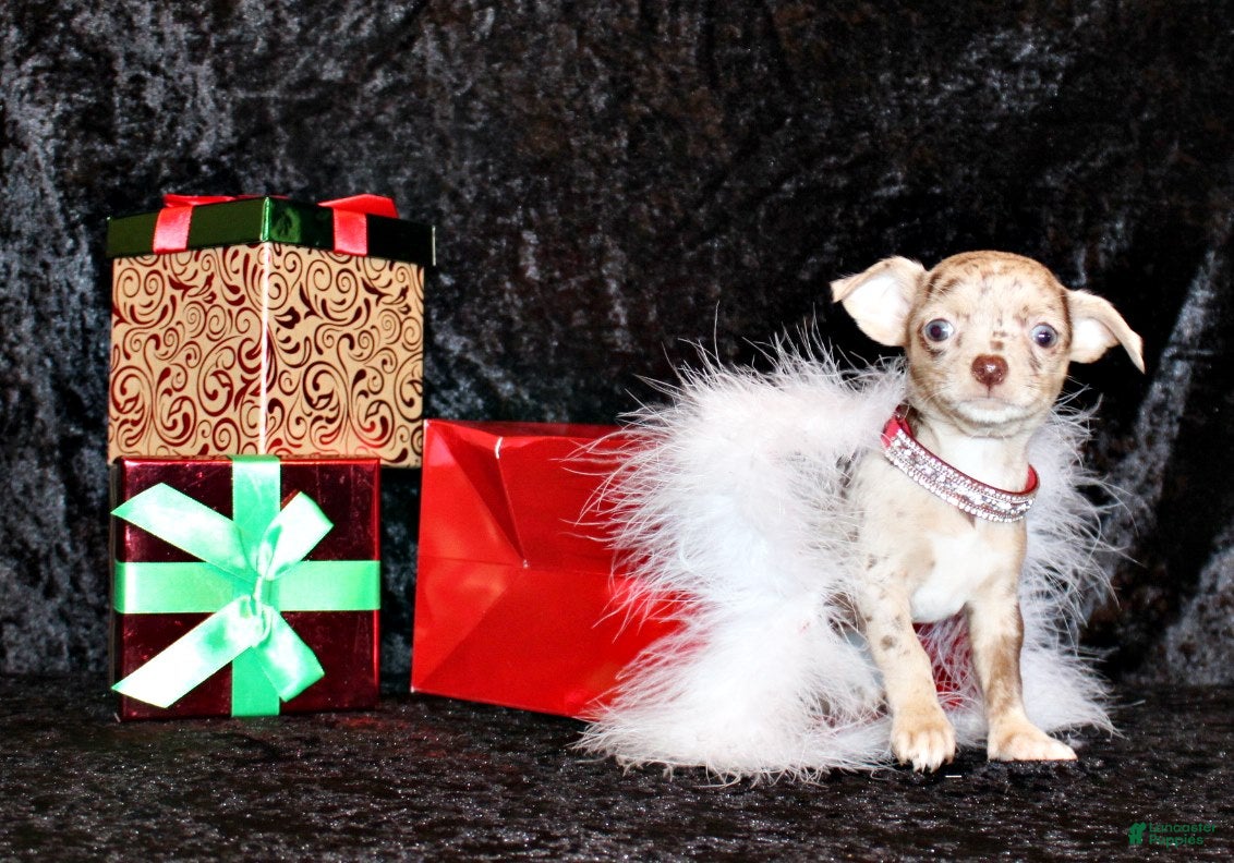 Chihuahua dogs Xanda - Ad 5