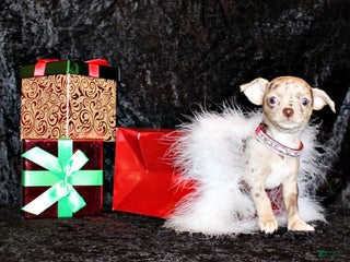 Chihuahua dogs Xanda - Ad 5