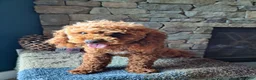 Miniature Poodle dogs for stud: Mini Poodle Stud Male FOR SALE - Ad 9