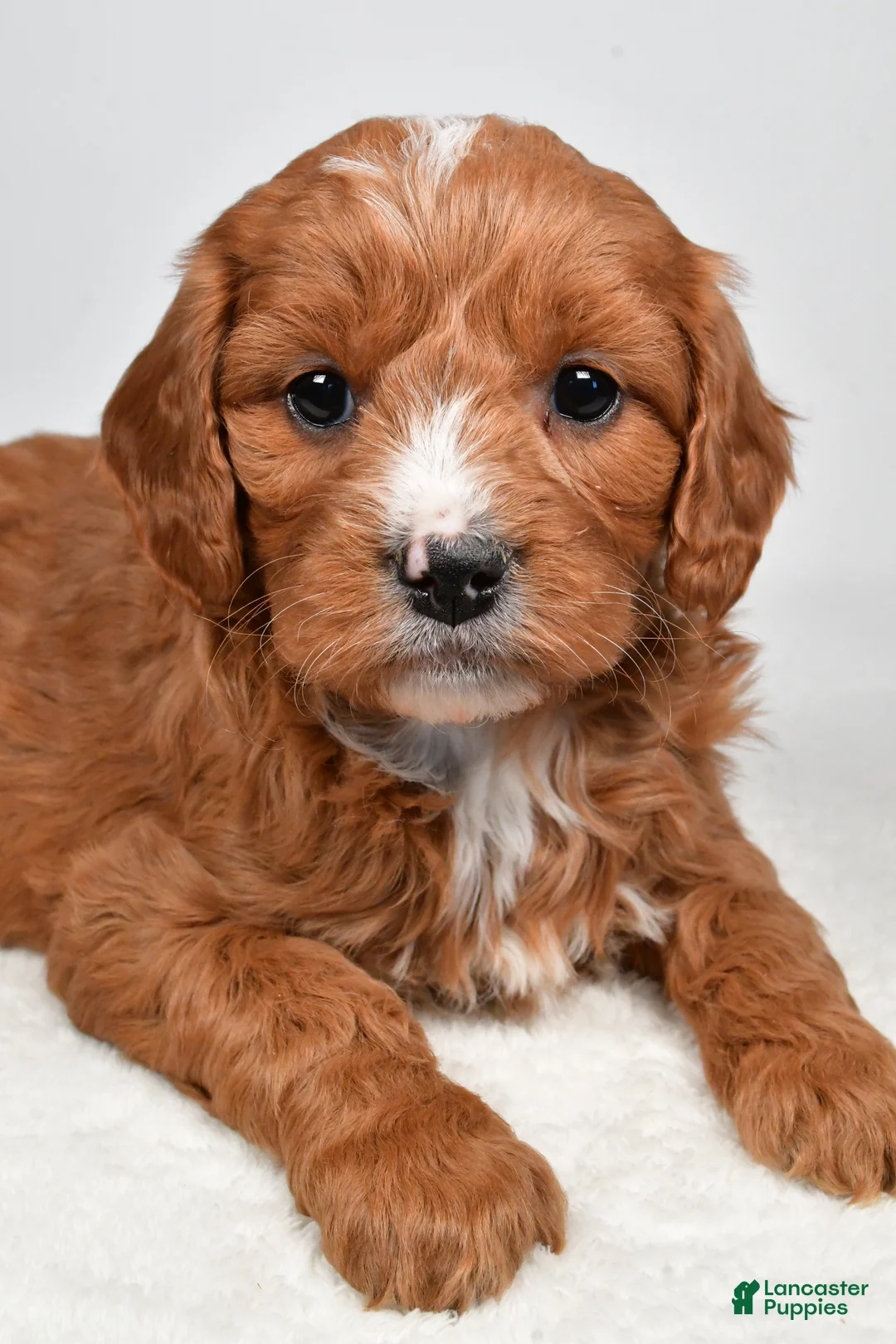 Mini Goldendoodle dogs for sale: Buttercup - Ad 3