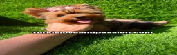 Yorkshire Terrier dogs for sale: Yorkshire Terrier 1 - Ad 3