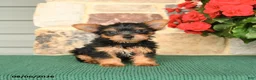 Yorkshire Terrier dogs for sale: Hickory - Ad 3