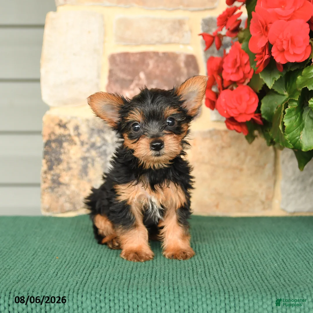Yorkshire Terrier dogs for sale: Hickory - Ad 3