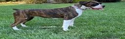 Boxer dogs for sale: Garth - Ad 4