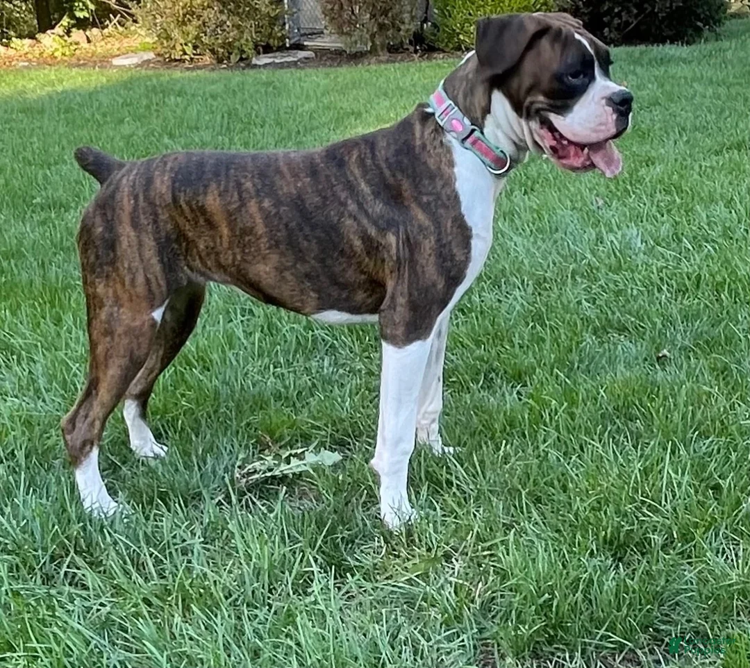 Boxer dogs for sale: Garth - Ad 4