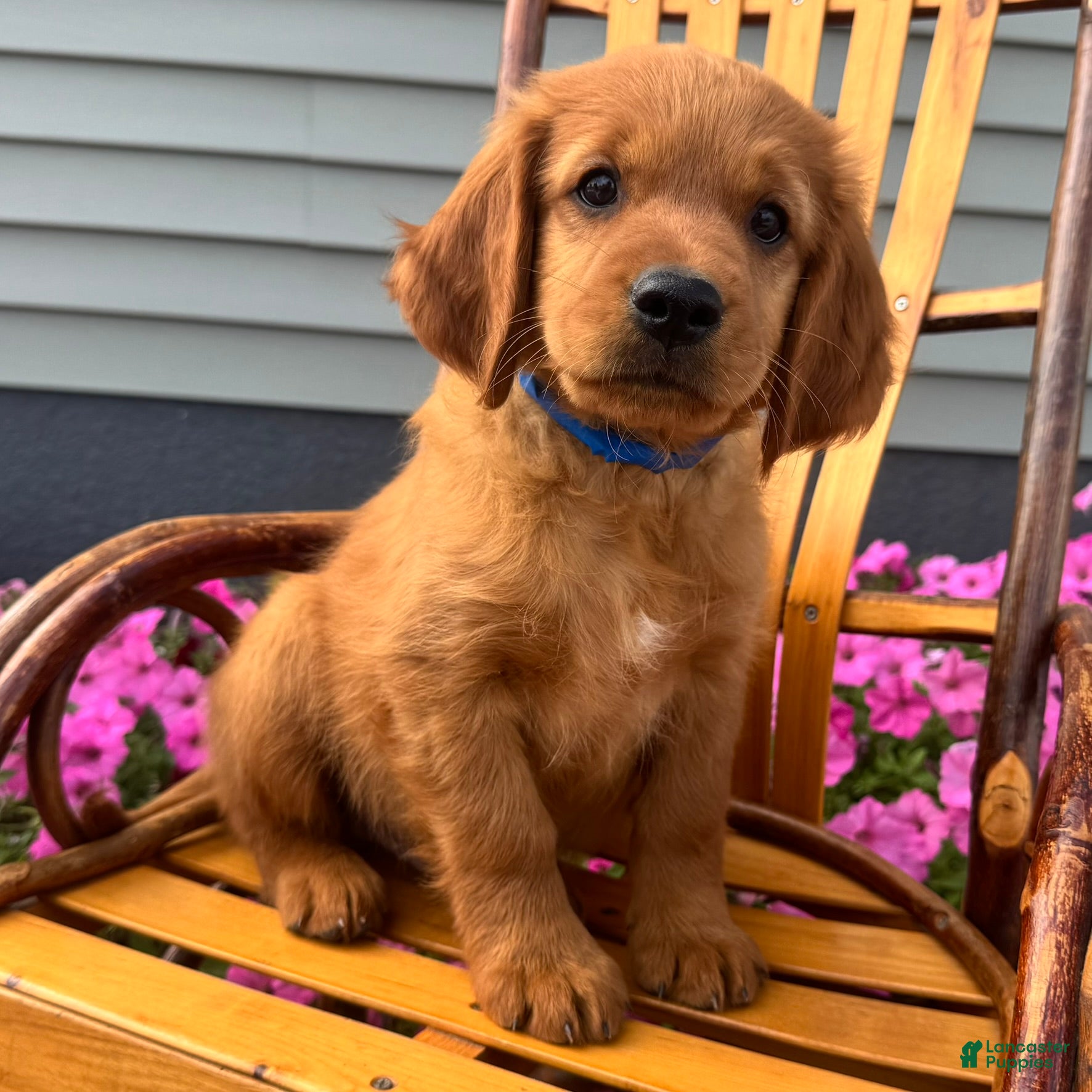 Ryder