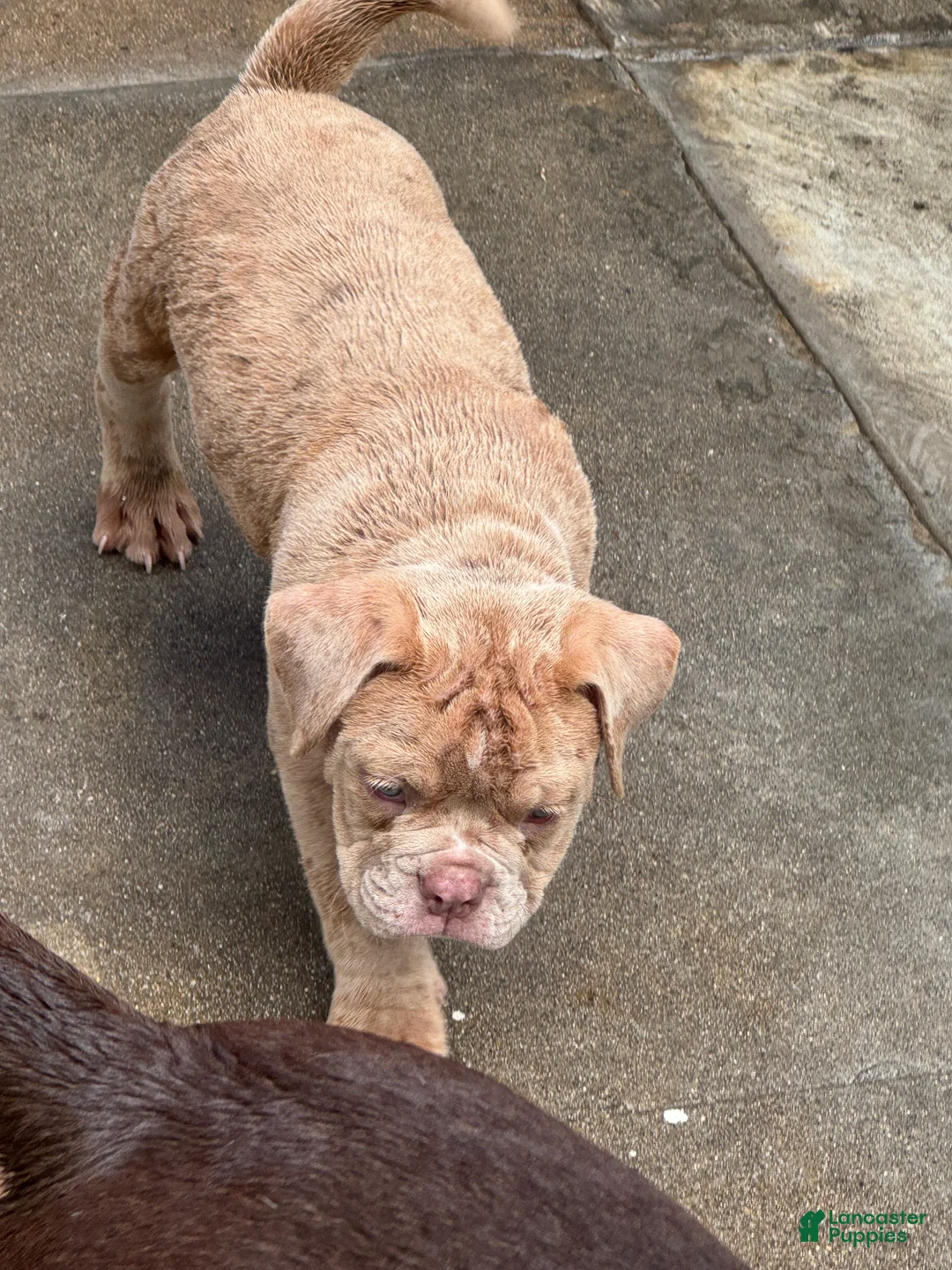 Olde English Bulldogge dogs for sale: Olde English Bulldogge 1 - Ad 2