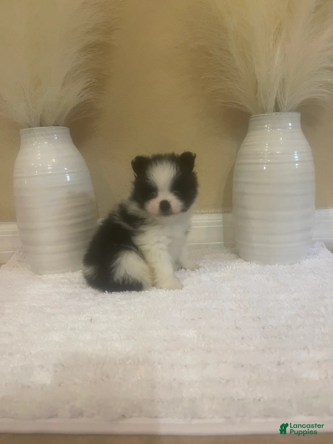 Pomeranian dogs for sale: Pomeranian 1 - Ad 2