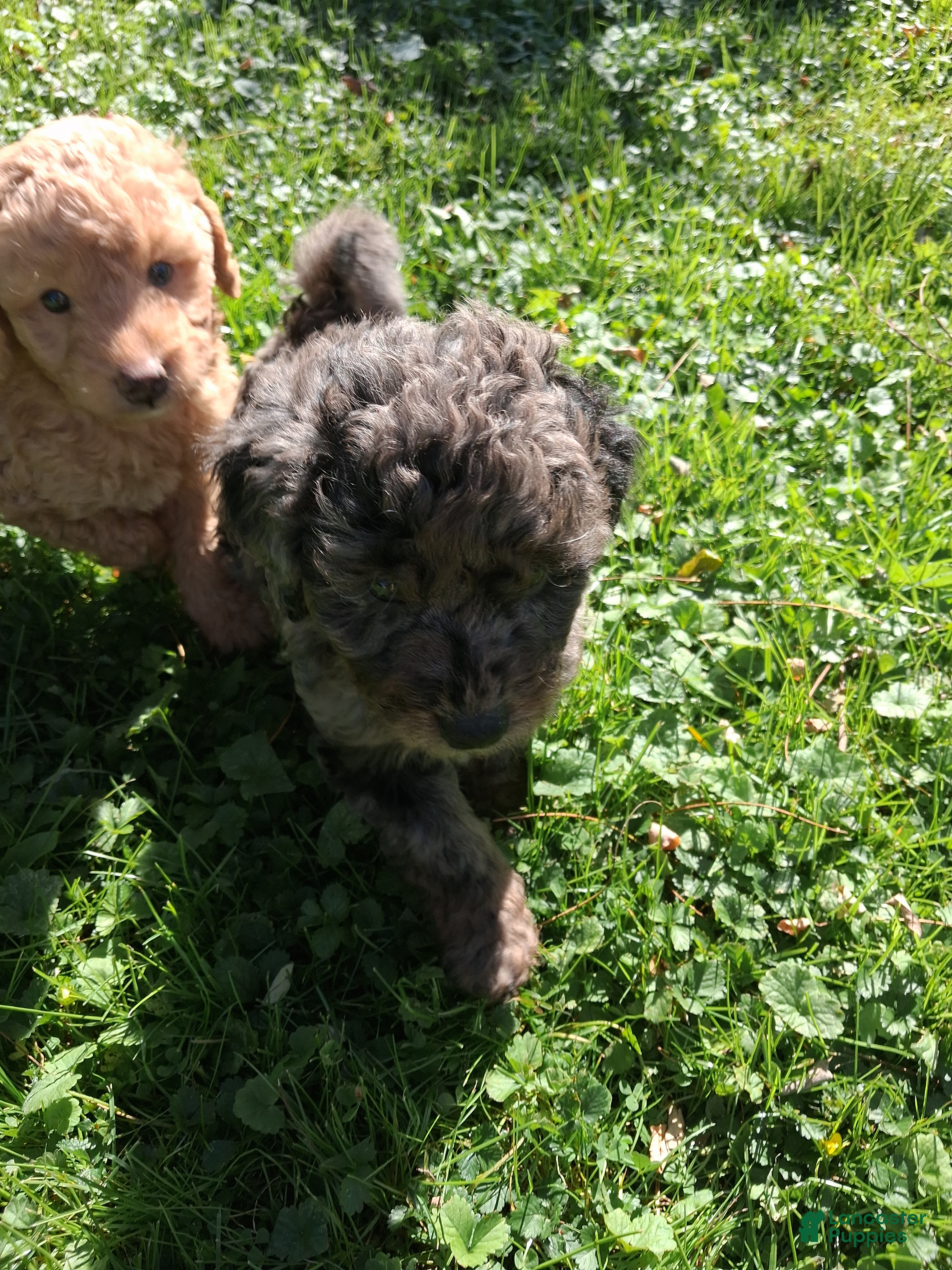 Mixed Breed dogs for sale: Jasper - Ad 2