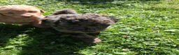 Mixed Breed dogs for sale: Jasper - Ad 2
