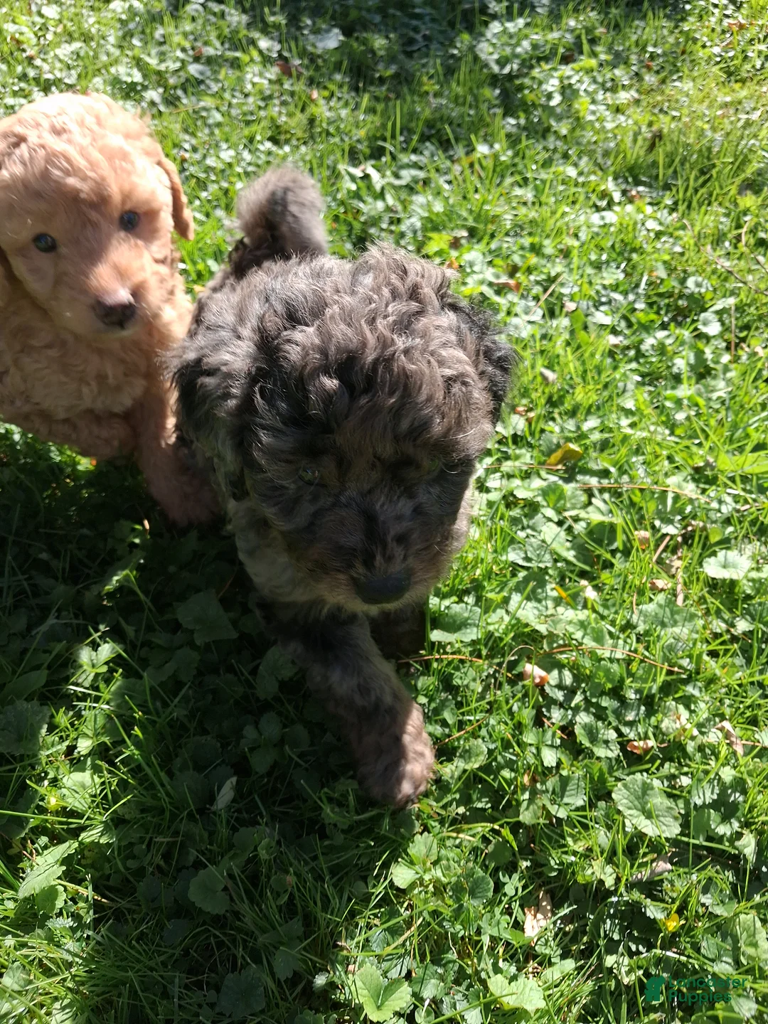 Mixed Breed dogs for sale: Jasper - Ad 2