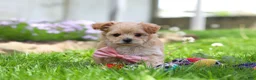Maltipoo dogs for sale: Fiona - Ad 2