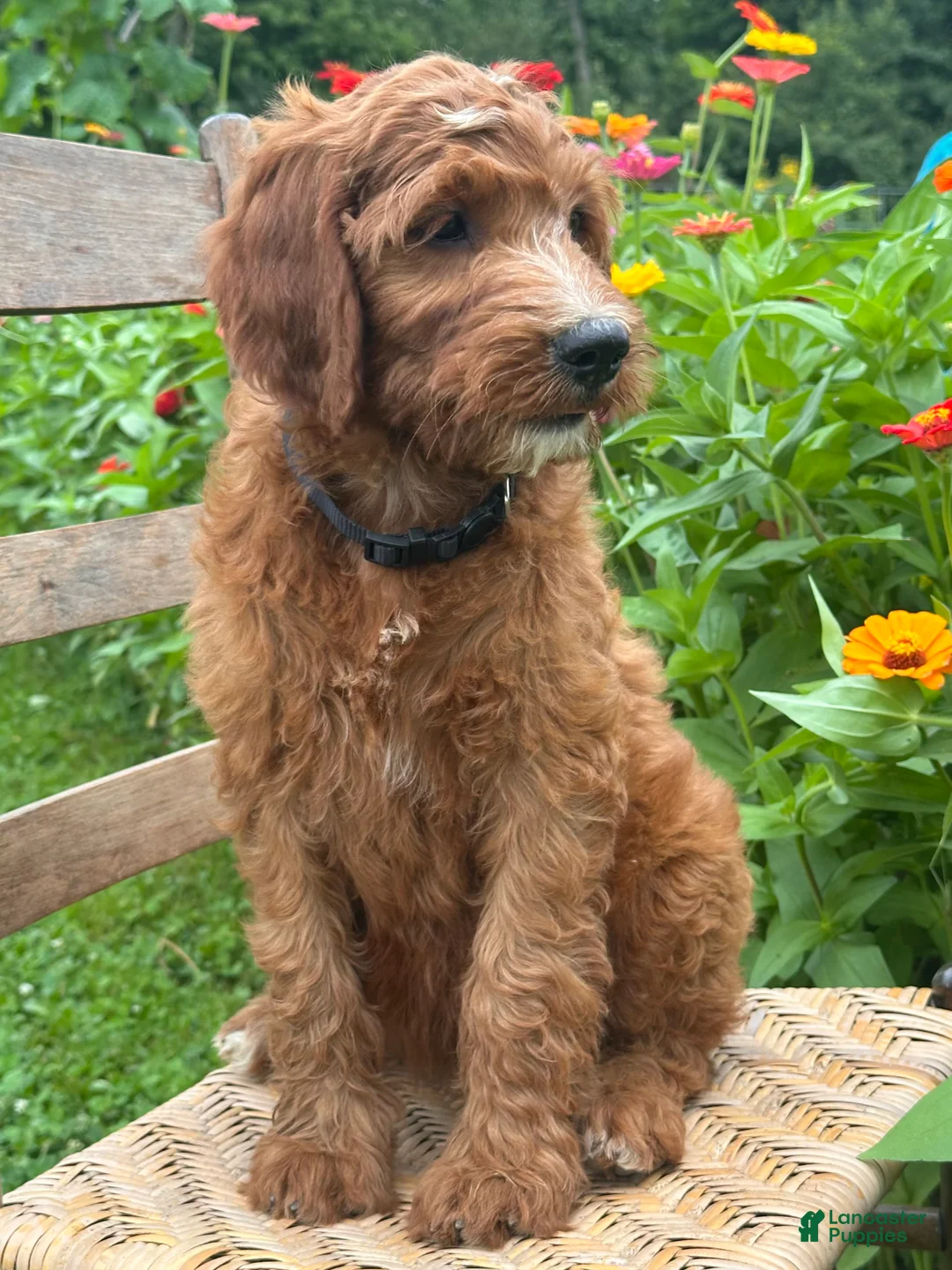 Irish Doodle dogs for sale: Franklin - Ad 20