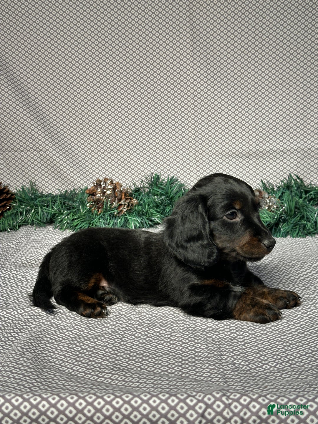 Miniature Dachshund dogs for sale: Travis - Ad 4