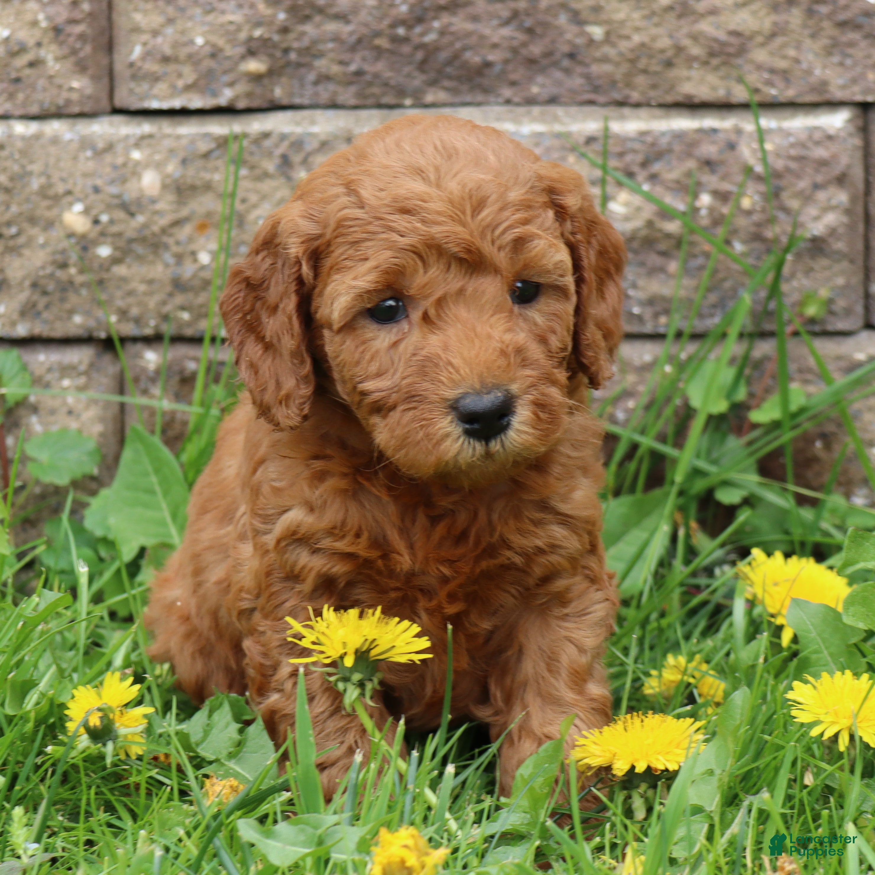 Mini Goldendoodle dogs Bella - Ad 2