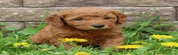 Mini Goldendoodle dogs for sale: Bella - Ad 2