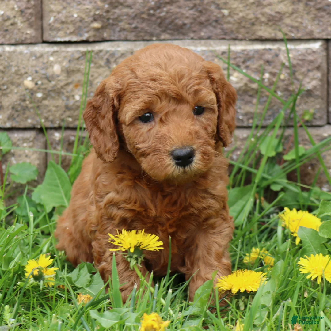 Mini Goldendoodle dogs for sale: Bella - Ad 2