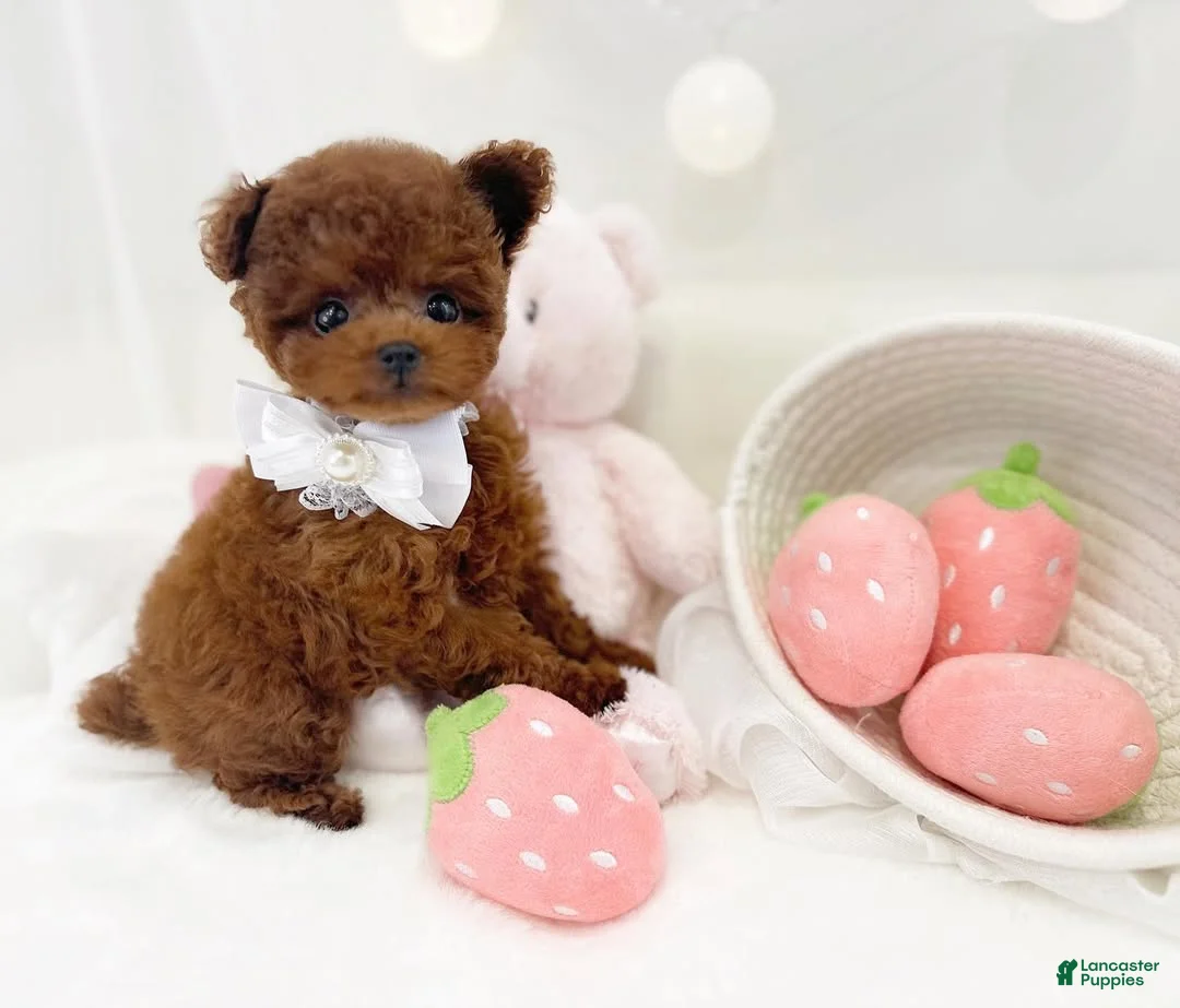 Toy Poodle dogs for sale: Lola - Ad 1
