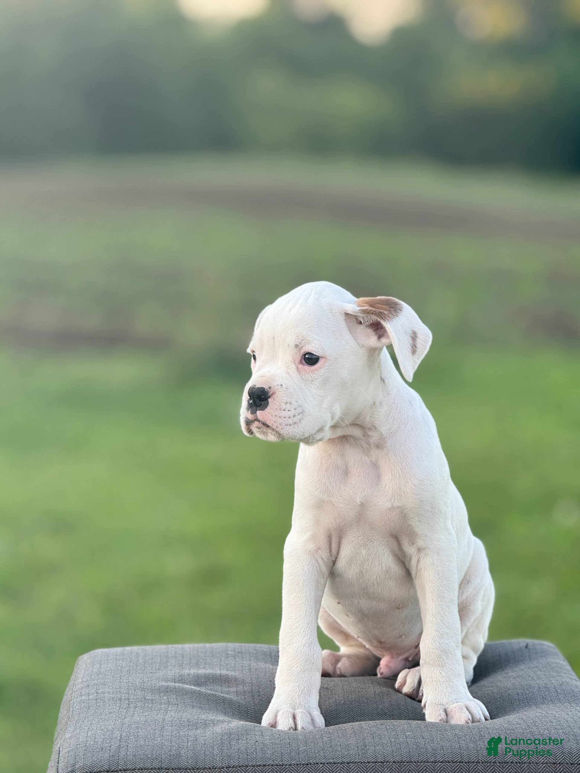 Boxer dogs Chives - Ad 1