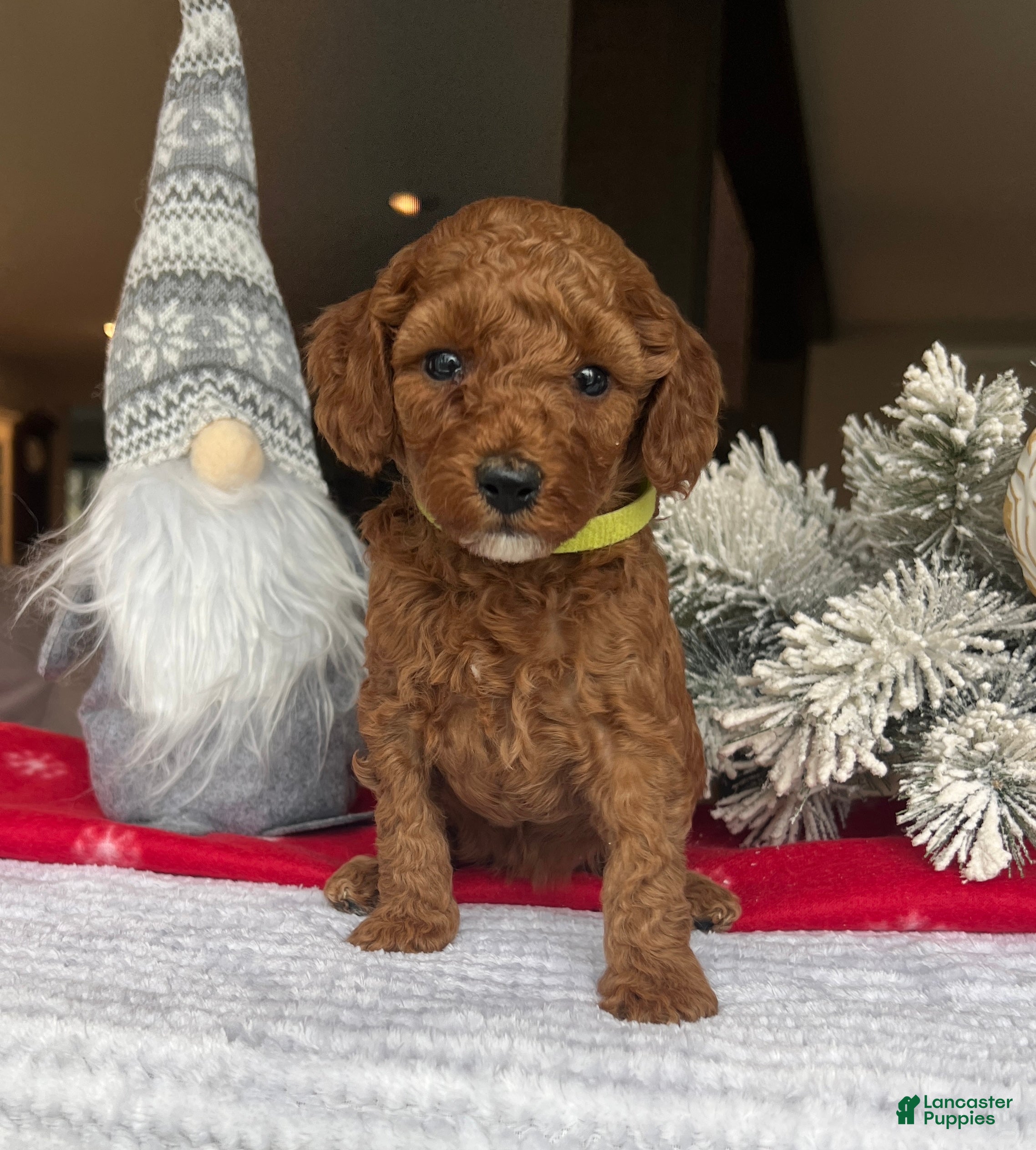 Mini Goldendoodle dogs Charlotte - Ad 42