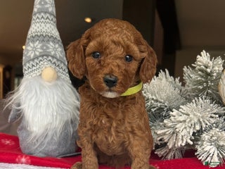 Mini Goldendoodle dogs Charlotte - Ad 29