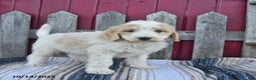 Bernedoodle dogs for sale: Boomer - Ad 11