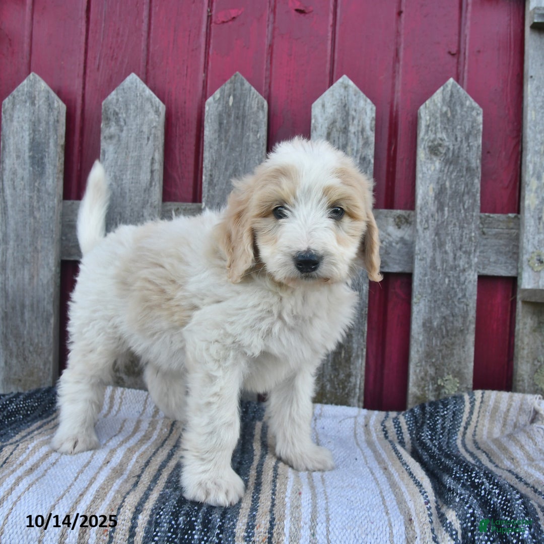 Bernedoodle dogs for sale: Boomer - Ad 11