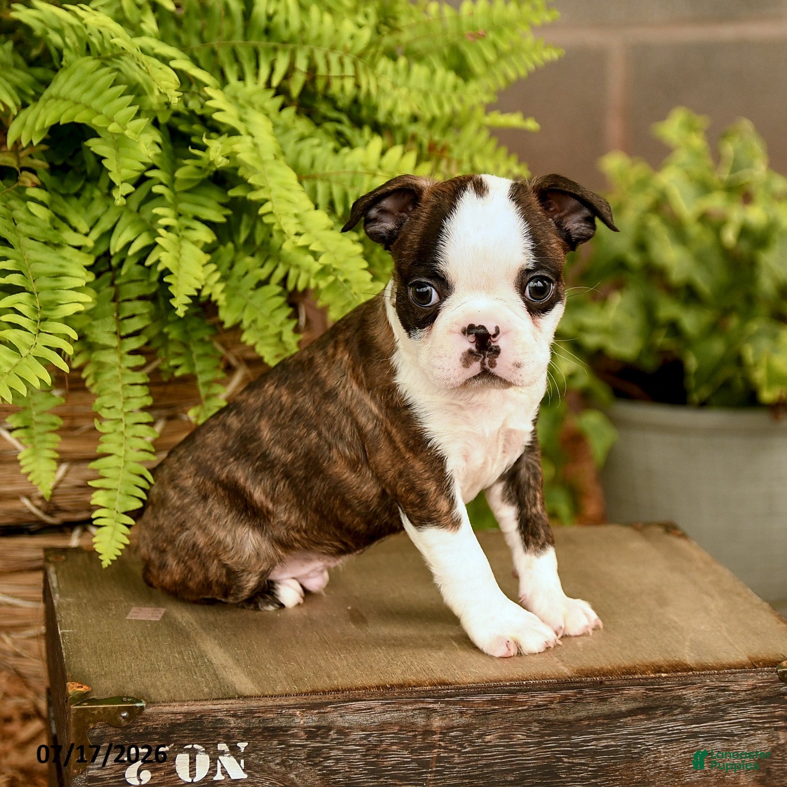 Boston Terrier dogs Davy - Ad 1