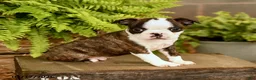 Boston Terrier dogs for sale: Davy - Ad 1