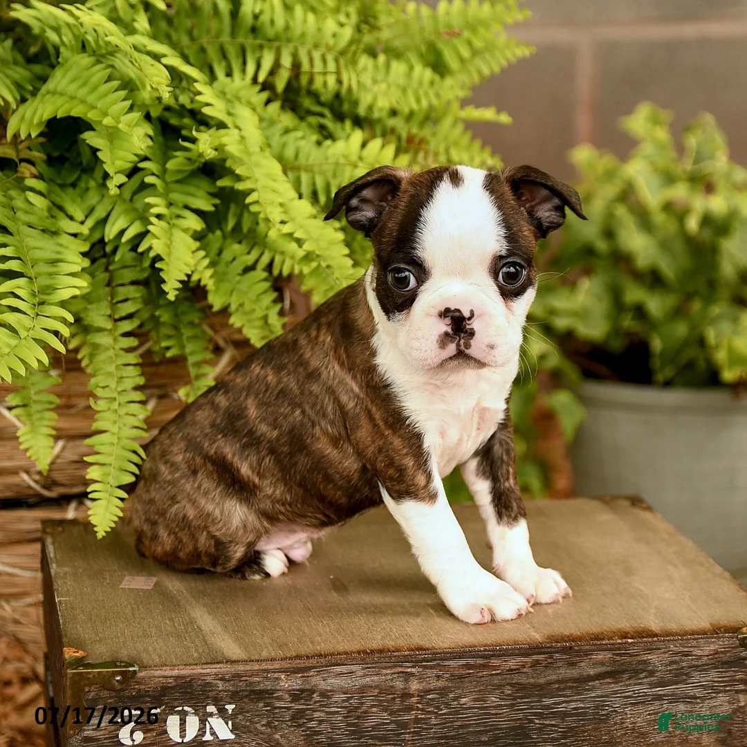 Boston Terrier dogs for sale: Davy - Ad 1