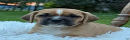 Puggle dogs for sale: Pixie - Ad 12