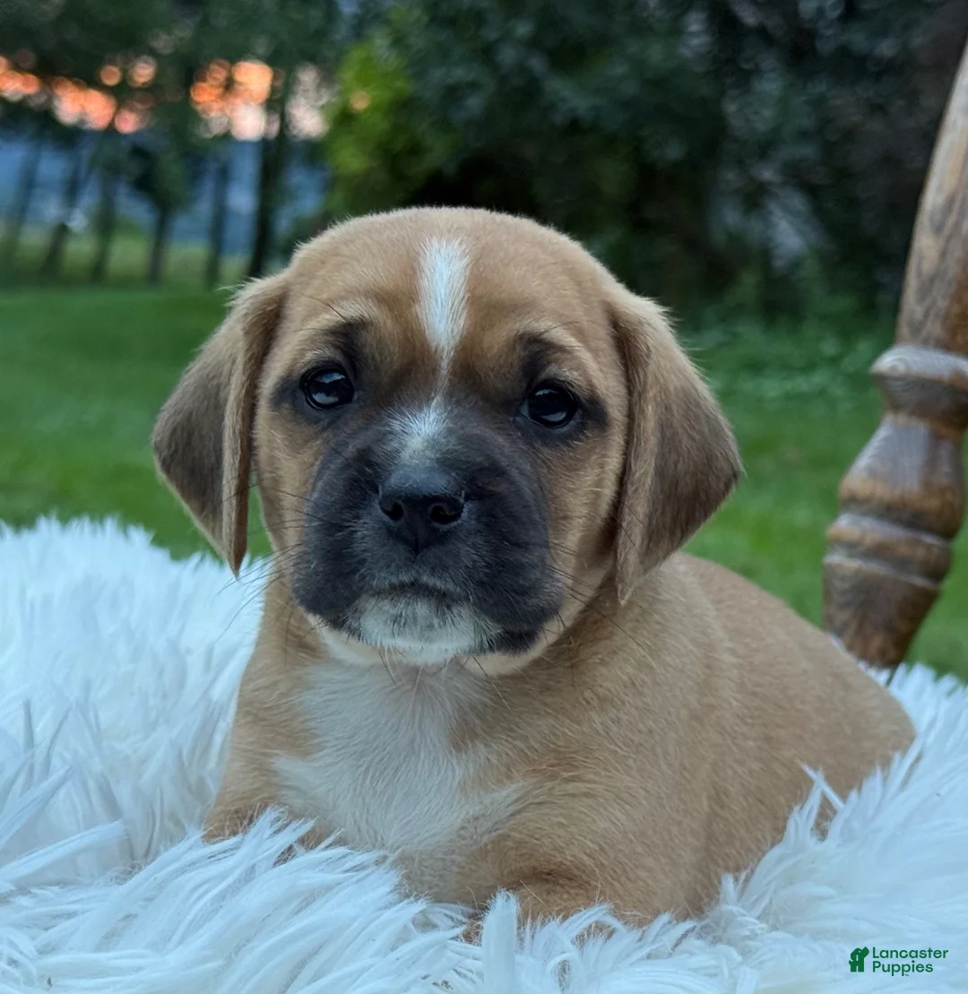 Puggle dogs for sale: Pixie - Ad 12