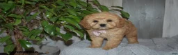 Cavapoo dogs for sale: Melody - Ad 2