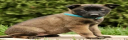 Belgian Malinois dogs for sale: Summer  - Ad 1