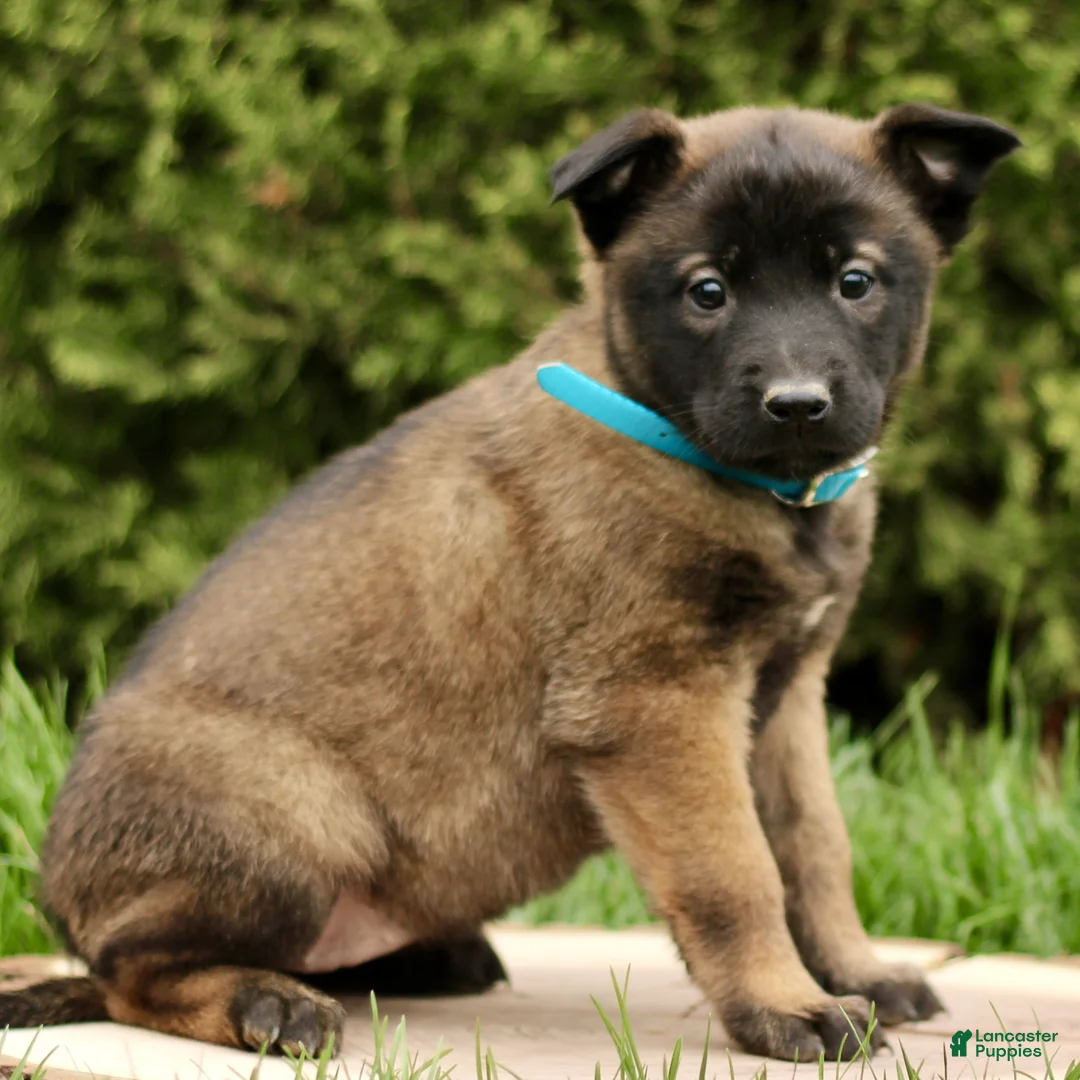Belgian Malinois dogs for sale: Summer  - Ad 1