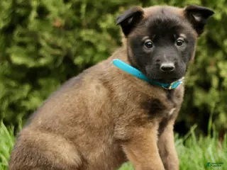 Belgian Malinois dogs for sale: Summer - Ad 1