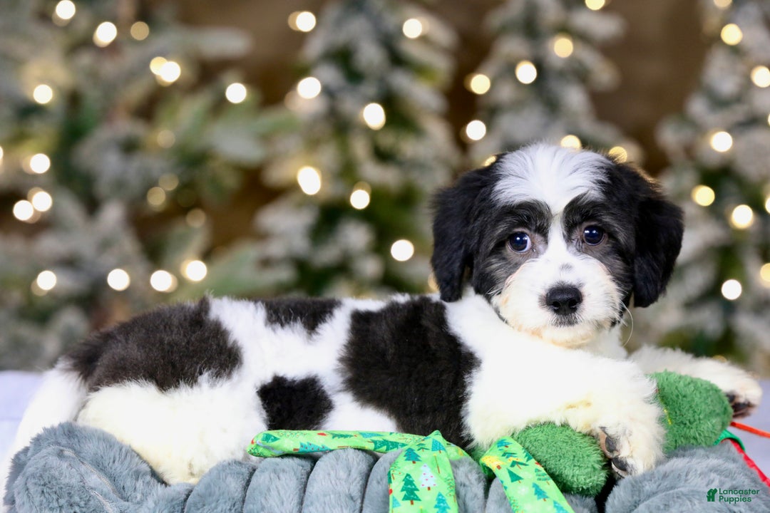 Teddy Bear dogs for sale: Elfie - Ad 16