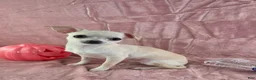 Chihuahua dogs for sale: Nana - Ad 9