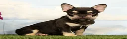 French Bulldog dogs for sale: Marshall - Ad 4