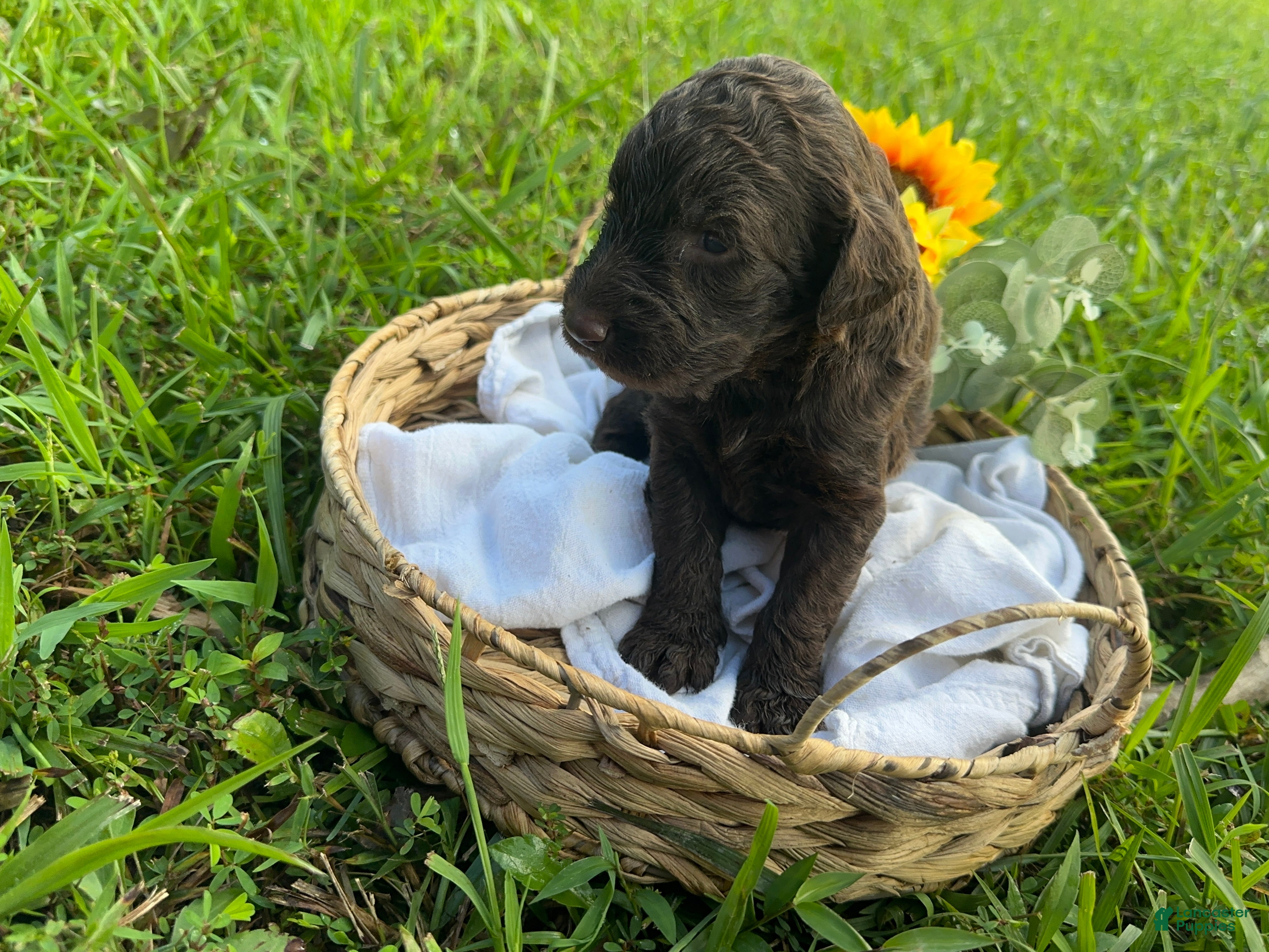 Goldendoodle dogs Goldendoodle 5 - Ad 2