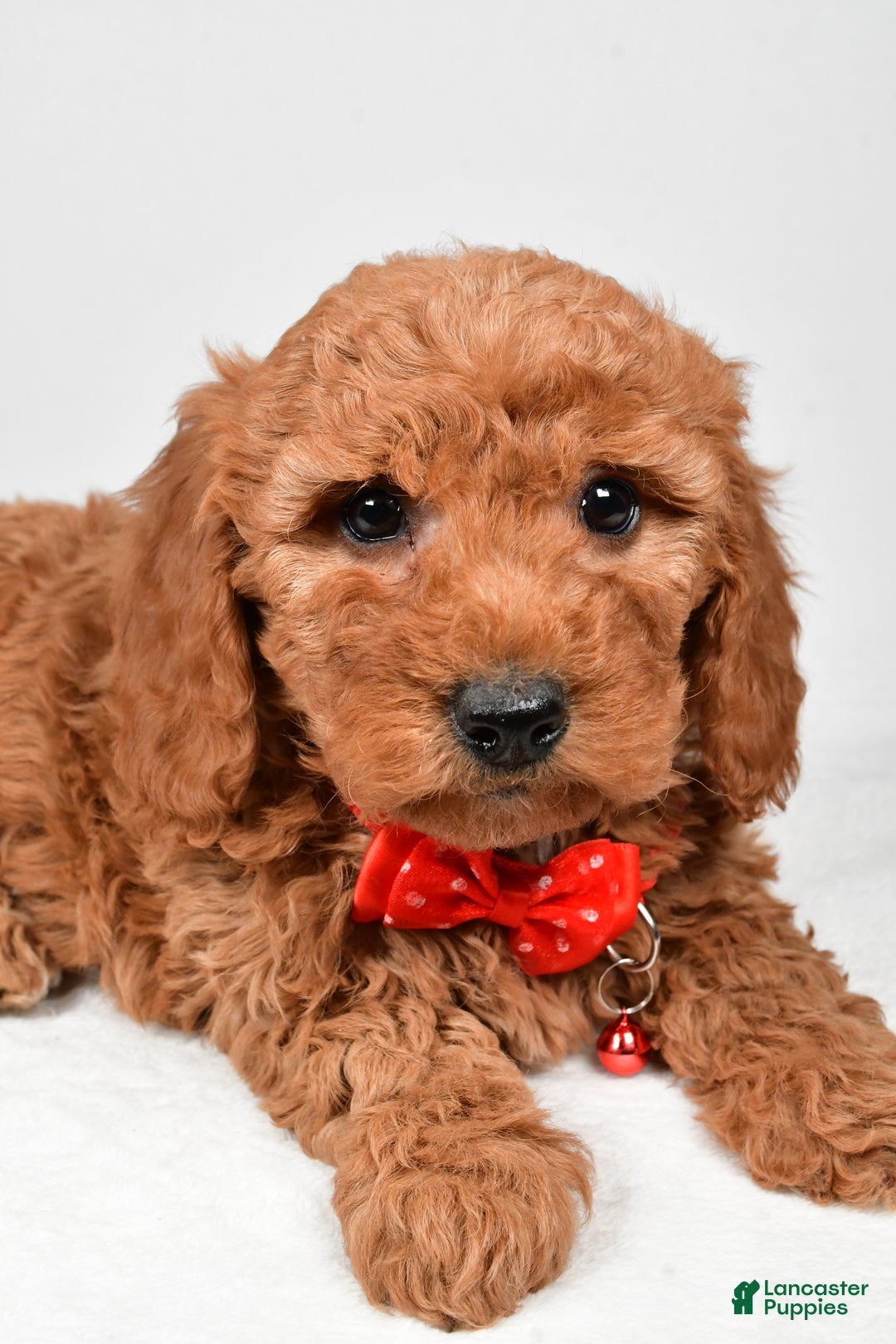 Mini Goldendoodle dogs for sale: Ritz f one b - Ad 5