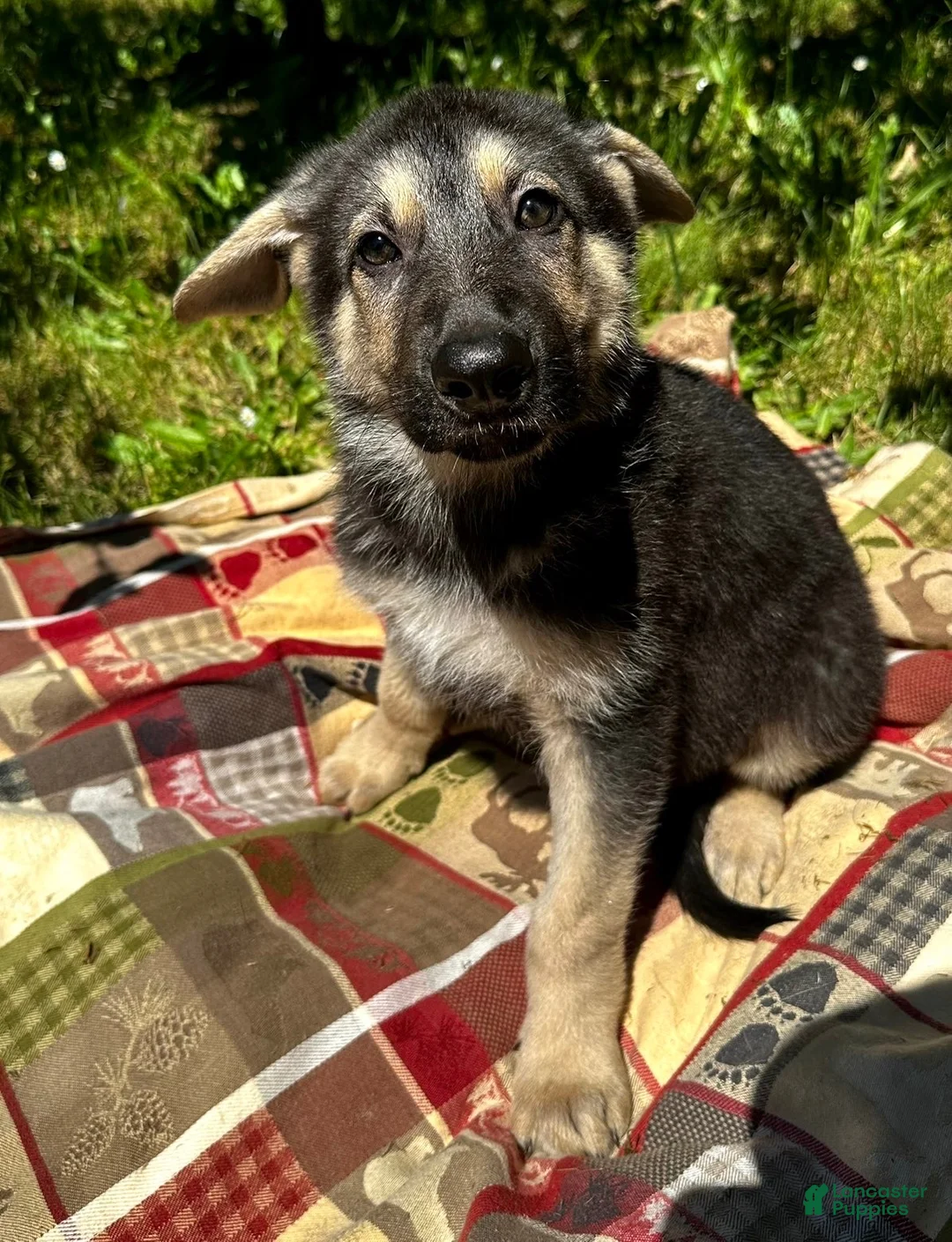 German Shepherd dogs for sale: Owen - Ad 1