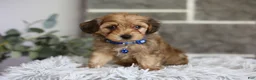 Yorkiepoo dogs for sale: Peanut - Ad 10