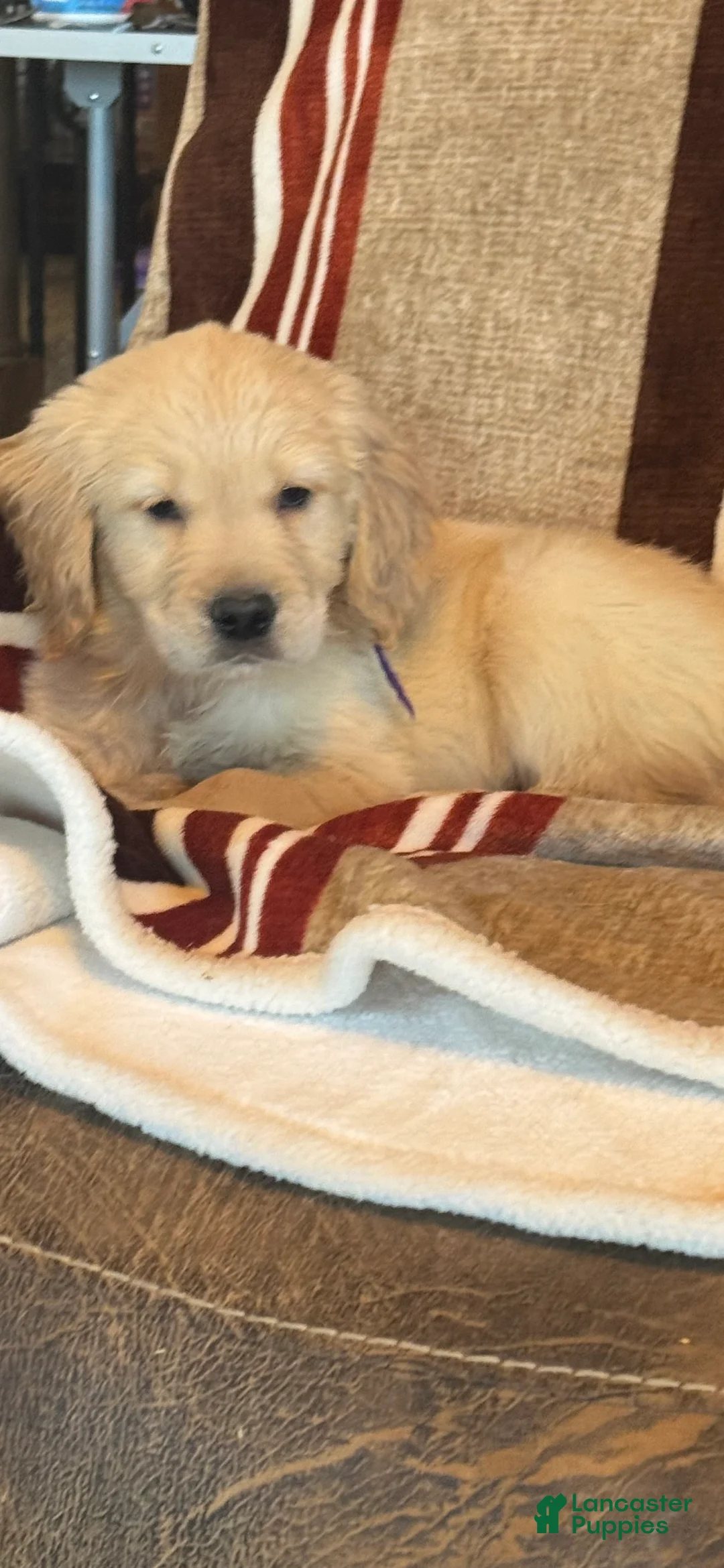 Golden Retriever dogs for sale: Purple Male -Penny  - Ad 4
