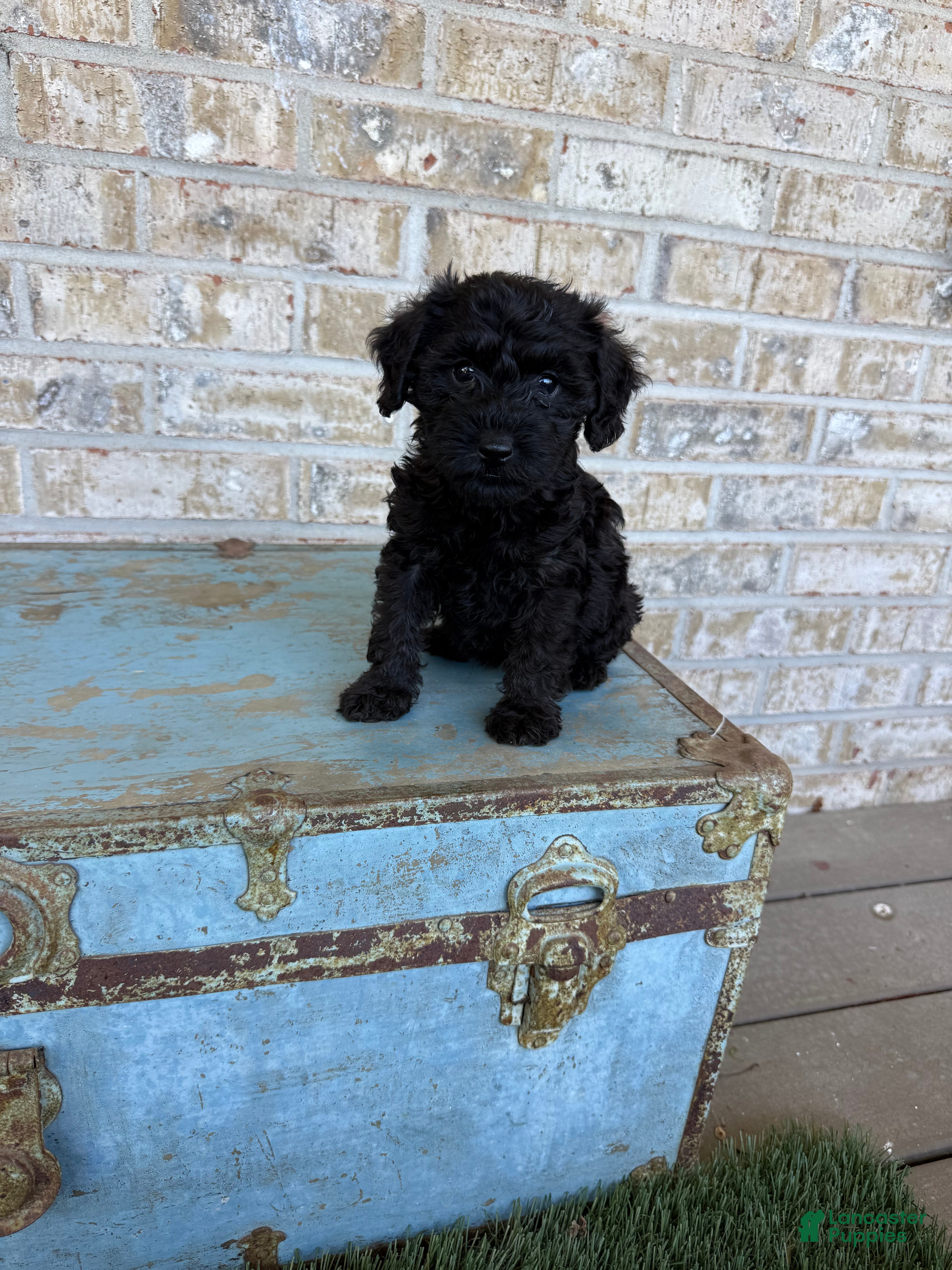 Bonnie (Doodle / designer cross, Female) in Scottsville, KY