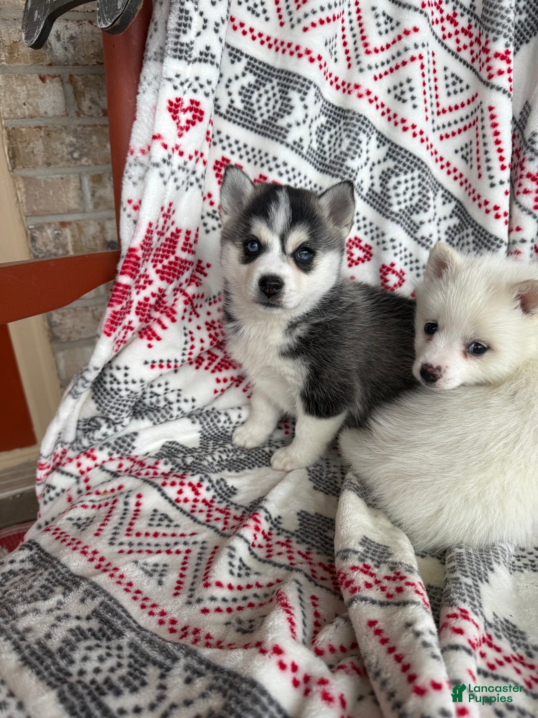 Pomsky dogs for sale: Lexi - Ad 5