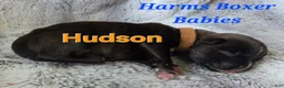 Boxer dogs for sale: Hudson - Ad 3